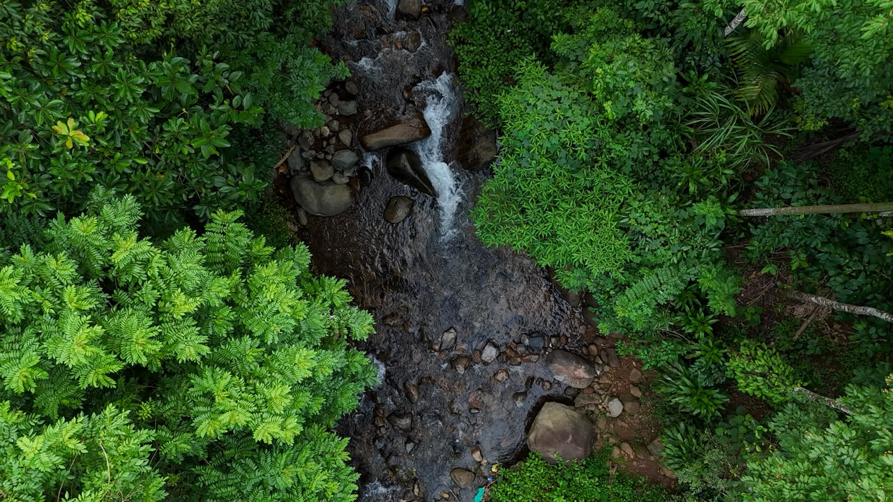 Rainforest Canopy Top View